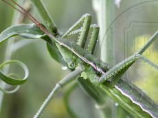 Дыбка-степная_профиль